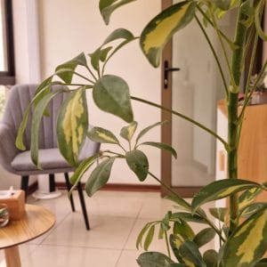 Ambiente tranquilo en clínica de psicología en Santiago
